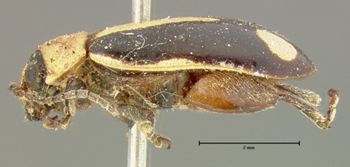 Media type: image;   Entomology 5029 Aspect: habitus lateral view